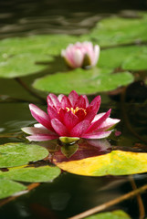 pink water lily in pond