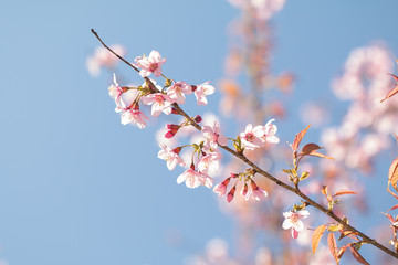 Wild Himalayan Cherry spring blossom with blue sky background