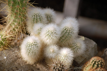 group of green cactuses