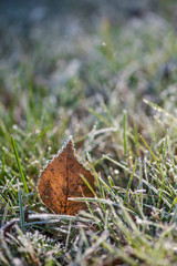 frozen autumn leaves
