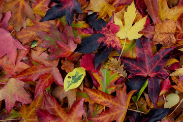 PILE OF MULTI COLORED AUTUMN LEAVES ON GROUND. AUTUMN BACKGROUNDS.