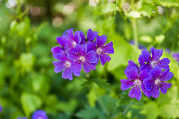 Fototapeta premium Geranium molle, Small purple flowers close up