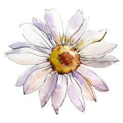 Daisy flower. Isolated daisy illustration element. Watercolor background illustration set. - 234849673