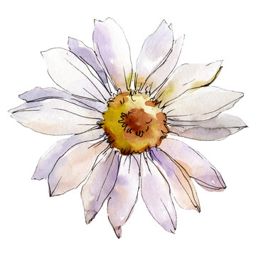 Daisy flower. Isolated daisy illustration element. Watercolor background illustration set.