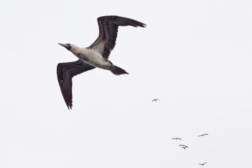 A peruvian booby (Sula variegata) leads a flock of similar birds who follow in the distance. light background.