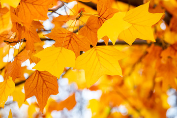 yellow colors of autumn