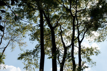 Tree silhouette and nature green wood sunlight