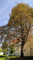 Fototapeta premium Europa, Deutschland, Sachsen, Oberlausitz, Landkreis Görlitz, Sechsstadt Zittau, Rosskastanie am Dr.-Kurt-Heinke Museum, Naturdenkmal