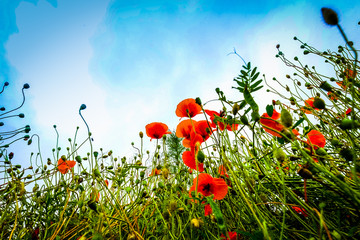 poppy field of red poppies growing into the sky