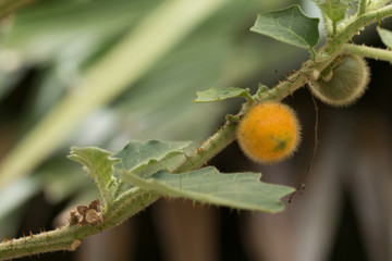 Close up Bolo Maka on plant.Solanum stramoniifolium Jacq.