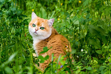 Naklejka na ściany i meble Cat in green grass and flowers, beautiful red British cat with green eyes sitting in the thick grass among the small flowers and looking at the camera.