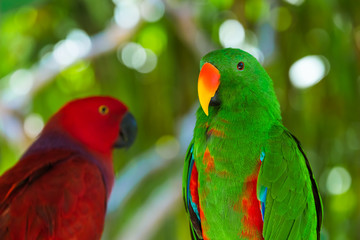 Parrots in Bali Island Indonesia