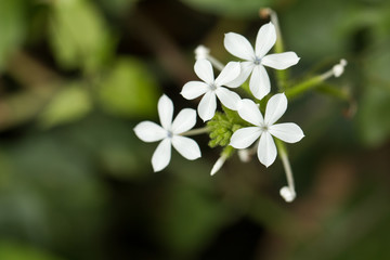 Obraz na płótnie Canvas Close up of White flowers