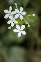 Close up of White flowers