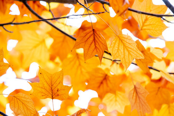 autumn leaves background
