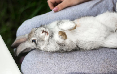 photo of a little gray rabbit lying on his back