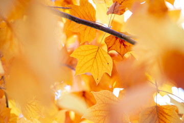 yellow colors of autumn