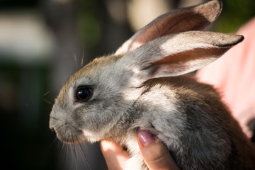 gray rabbit in the hands of a girl
