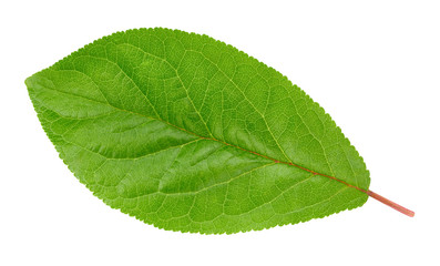Plum leaf isolated Clipping Path