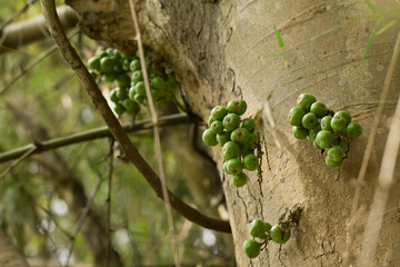 Green Common fig fruit on plant