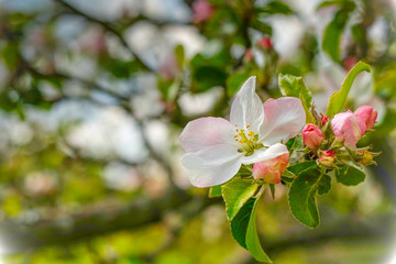 Beautiful apple blossoms 