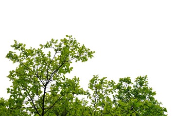 Fototapeta premium Tropical tree leaves with branches on white isolated background for green foliage backdrop 