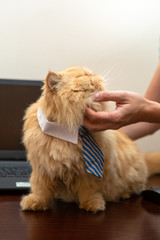 Photo of exotic cat in striped tie and man's hands