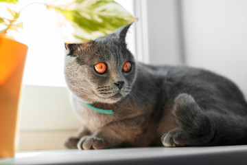 Cat Scotsman with orange eyes, lying on the windowsill next to the flowers