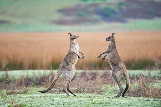 Eastern Gray Kangaroo (Macropus giganteus), Males fighting on a meadow, Great Otway National Park, Victoria, Australia, Oceania