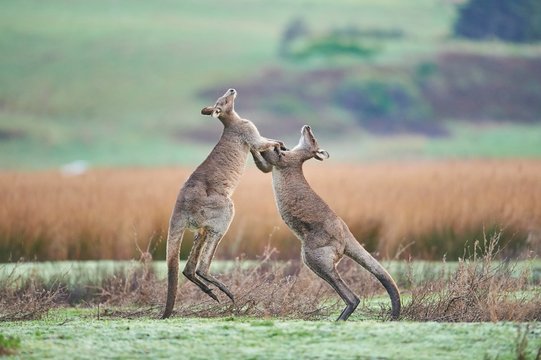 Eastern Gray Kangaroo (Macropus giganteus), Males fighting on a meadow, Great Otway National Park, Victoria, Australia, Oceania