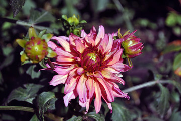 Obraz premium Soft pink dahlias and buds on green bush, petals close up detail, soft blurry bokeh background