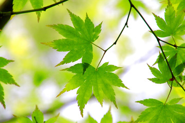 初夏のモミジの葉と木漏れ日