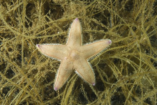 Sand Star (Astropecten platyacanthus) on algae, Norwegian Sea, Northern Atlantic, Norway, Europe