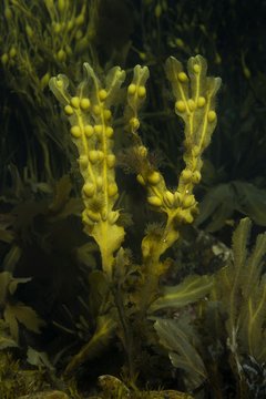 Bladder Wrack (Fucus vesiculosus), Norwegian Sea, Northern Atlantic, Norway, Europe