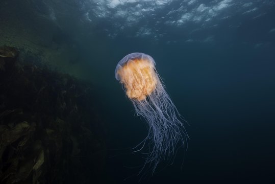Lion's mane jellyfish (Cyanea capillata) in the blue water near reef, Norwegian Sea, Northern Atlantic, Norway, Europe