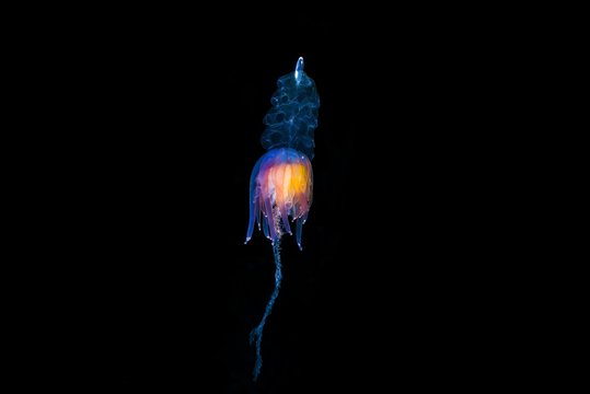 Hula Skirt Siphonophore (Physophora hydrostatica), Norwegian Sea, Northern Atlantic, Norway, Europe