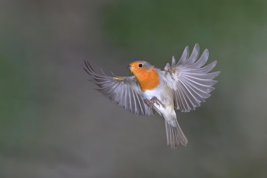 European robin (Erithacus rubecula), in flight, North Rhine-Westphalia, Germany, Europe