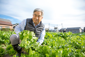 野菜を収穫するシニア