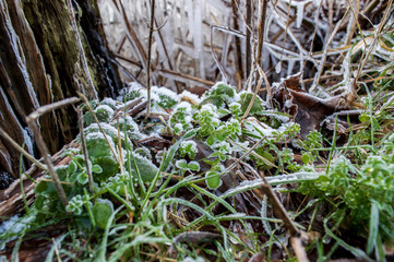 Frostige Blätter im Winter