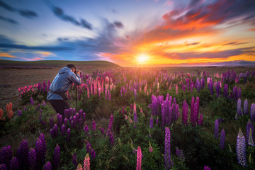 Russle Lupines the beautiful flower during sunset at Lake Tekapo, New Zealand - obrazy, fototapety, plakaty