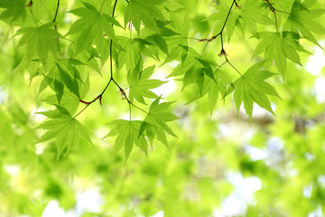初夏のモミジの葉と木漏れ日