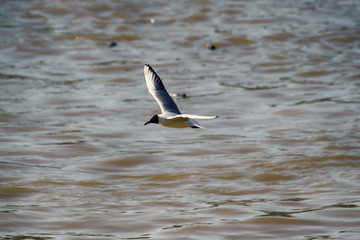 Bird, river seagull flying over contaminated river