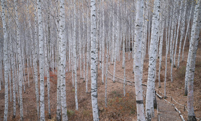 Fototapeta na wymiar 하얀 자작나무숲