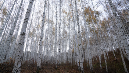 하얀 자작나무숲