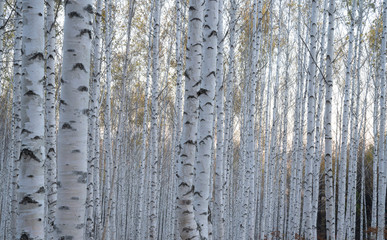 Obraz premium 하얀 자작나무숲