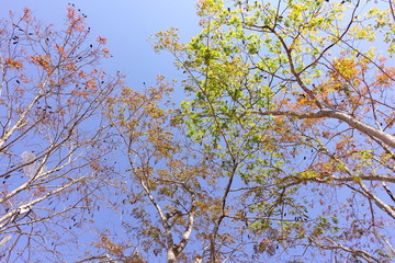 Landscape the big tree under blue sky