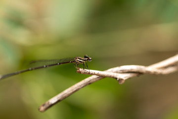 Close up of small beautiful dragonfly, They are the best mosquito killer in nature