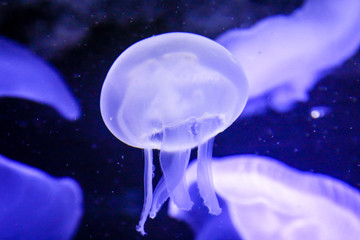 Fototapeta premium Qualle, Quallen, Detail von Quallen, Meduse 