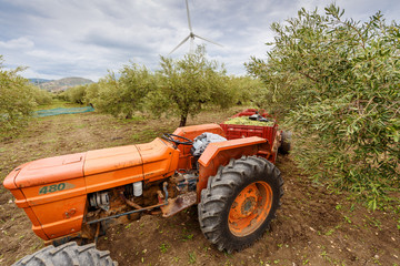 Tractor exports olives on the plantation