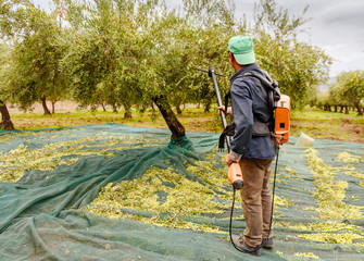 Olive harvest in October in Sicily.